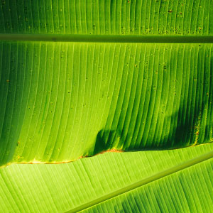 Banana leaf