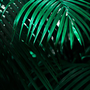 Palm Leaves